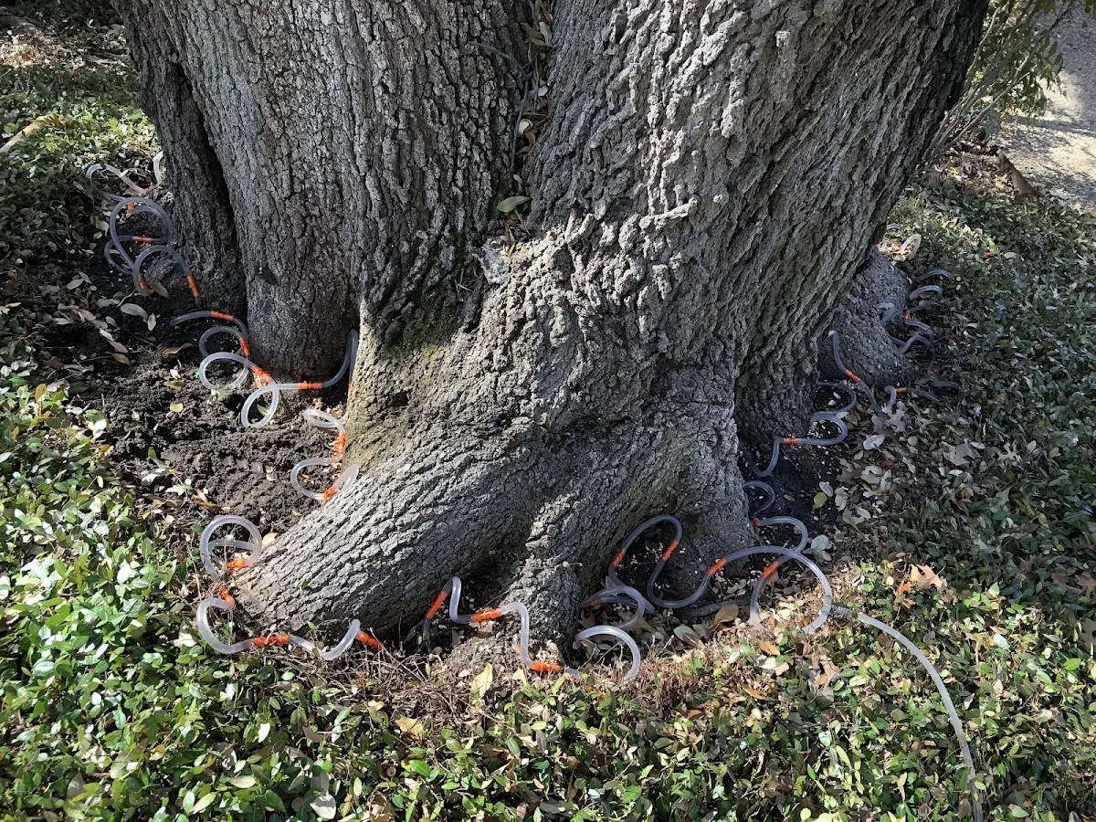 Detailed Tree Cabling and Bracing job site in Register